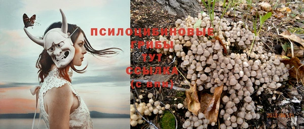 стаф Аркадак